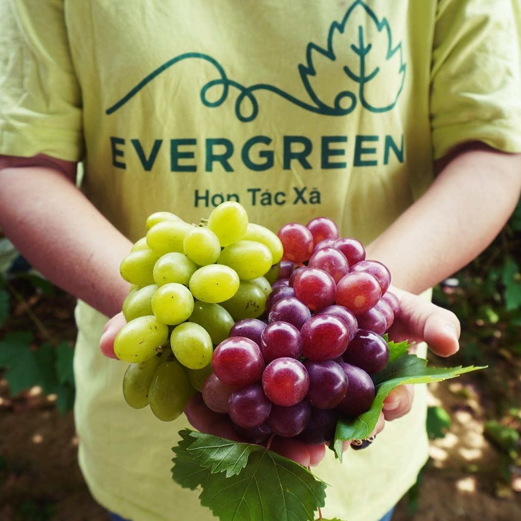 Hình ảnh cho nhà sản xuất HTX nho Evergreen Ninh Thuận 